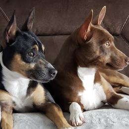 Rat Terriers from Lapis Lazuli Rat Terriers