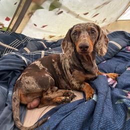 Milky Way - Dachshund