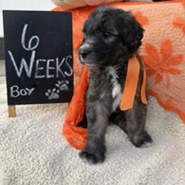 Orange - Grizzle and white male Sheepadoodle puppy in Whittier, California from HOUSE OF DOODLES
