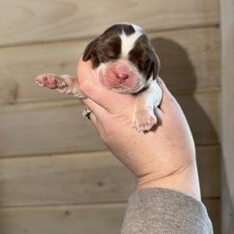 Skye - Liver white and tan female English Springer Spaniel puppy in Cottageville, West Virginia from Mountain Top Springers