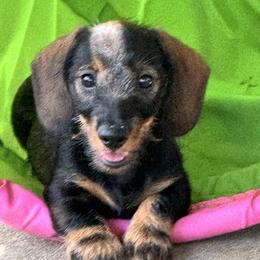 Dachshund and Doberman Pinscher Puppies from Notori Dobermans