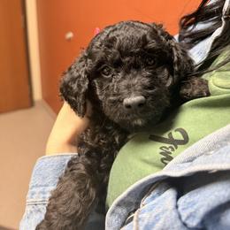 Moose - Phantom male Goldendoodle puppy in Upper Sandusky, Ohio from Rock Run Homestead