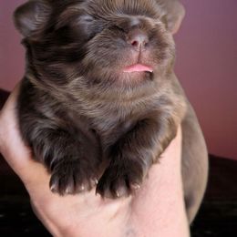 Myra - Liver female Shih Tzu puppy in Claxton, Georgia from Small Pawz Kennel