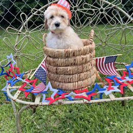 Ana - Gold female Labradoodle puppy in Waco, Texas from River Run Labradoodles