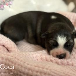 Girl 1 - Agouti and white female Siberian Husky puppy in Sherwood, Oregon from Whiskey River Siberians