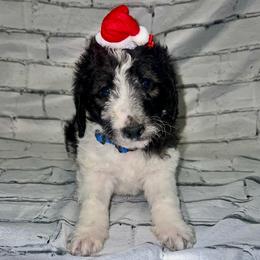 Comet - Parti male Labradoodle puppy in Monticello, Georgia from Daylin’s Doodles & Labradors