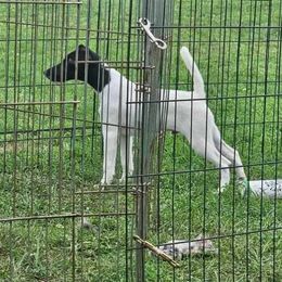 Logan - Smooth Fox Terrier