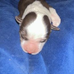 Miniature American Shepherd Puppies from Bond’s MAS