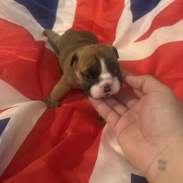 Milo - Red brindle and white male Bulldog puppy in Dix Hills, New York from Mansi Bulldogs