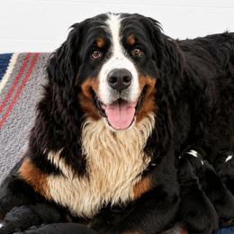 Calliope - Bernese Mountain Dog