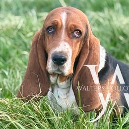 Basset Hounds from Walters Hollow Hounds