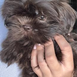 Woody - Chocolate male Shih Tzu puppy in Azusa, California from RJ Shih Tzu lover