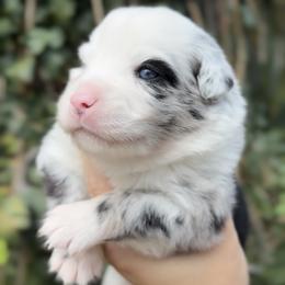 Blue Merle Blue Eyes - Blue merle male Miniature American Shepherd puppy in Kamuela On The Big Island, Hawaii from Royal Hawaiian Aussies LLC