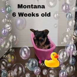 Teal Traditional girl - Black and tan female Yorkshire Terrier puppy in Inverness, Florida from Luvayorkie&more