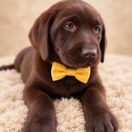 Scout - Chocolate female Labrador Retriever puppy in Chicago, Illinois from Urbane Retrievers