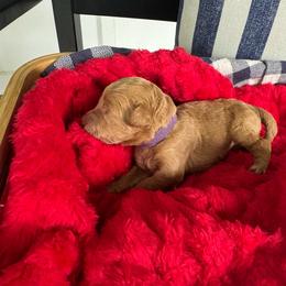 Ellie (Eleanor) - Apricot female Goldendoodle puppy in De Land, Florida from Rezapour Doodle Estate