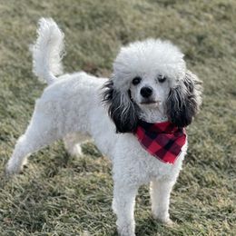 Louie - Poodle