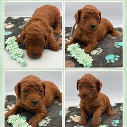 Toffee - Red  female Poodle puppy in Mount Vernon, Illinois from AMC Poodles