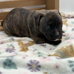 Male 3 - Brindle male Staffordshire Bull Terrier puppy in Lakeland, Florida from English Creek Staffords