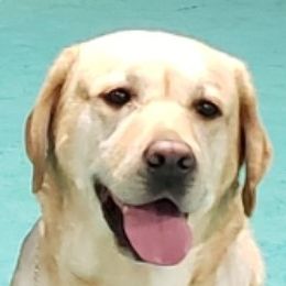 Wafer - Labrador Retriever