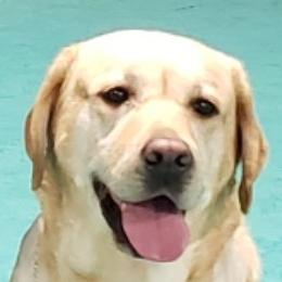 Wafer - Labrador Retriever