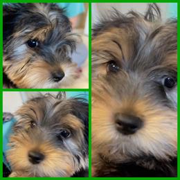 Yorkshire Terrier Puppies from D’Luxe Kennels