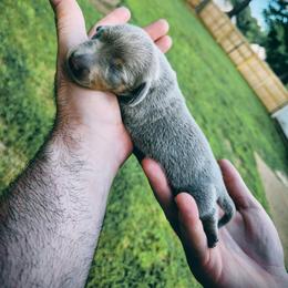 Silva - Fawn (isabella) and tan female Dachshund puppy in Jackson, Tennessee from BlackPine Kennels
