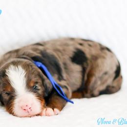 Valentino - Blue merle male Bernedoodle puppy in Diamond Bar, California from Furrytaildoodles