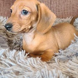 Dachshund Puppies from Ivy Willow Dachshunds