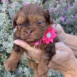 Pink collar - Merle female Shihpoo puppy in Millsap, Texas from Gaston’s Posh Poodles and Doodles