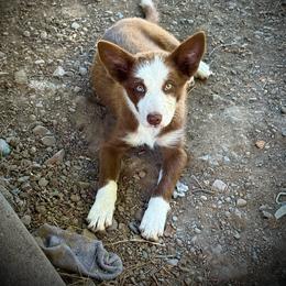 Spur - White and red female Border Collie puppy in Lakeport, California from Akins Aussies/Wild Rose Ranch