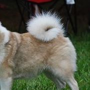 Chinooks and Icelandic Sheepdogs from Fox Meadow
