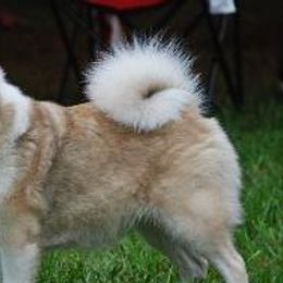 Chinooks and Icelandic Sheepdogs from Fox Meadow