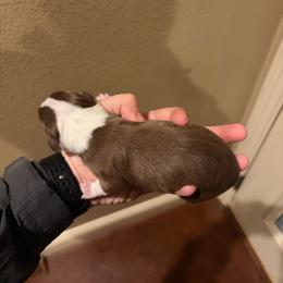 Reese's - Red tri male Miniature Australian Shepherd puppy in Weatherford, Texas from F & T Aussies