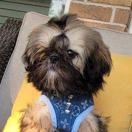 Remy - Shih Tzu