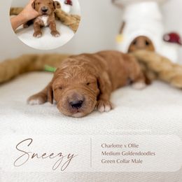 Sneezy - Apricot male Goldendoodle puppy in Hiddenite, North Carolina from Rose and Reid Doodles