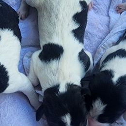Boy 2 - Black white and tan male Rat Terrier puppy in Kennewick, Washington from SUNSHINE DECKERS WASHINGTON