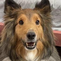 Shetland Sheepdogs from Andrea's Shetland Sheepdogs