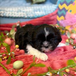 Chris - Black and white male Shih Tzu puppy in Bradley, South Carolina from Katie’s Kennel