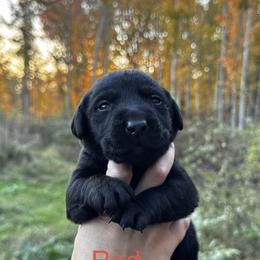 Red - Black male Labrador Retriever puppy in Lawton, Michigan from DuckAlly Kennel