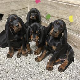 Black and Tan Coonhound Puppies from Classic Coonhounds