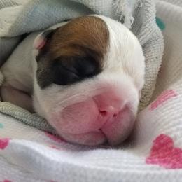 Bulldogs from Toadhall Bulldogs