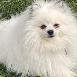 Pomeranian Puppies from Pomeranians