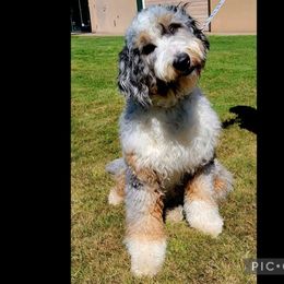 Sunny - Sheepadoodle