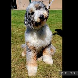 Sunny - Sheepadoodle