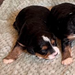 Whiff - Tri-color female Bernedoodle puppy in Royse City, Texas from Platinum Bernedoodles of Texas
