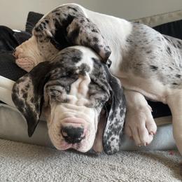 Blue Collar Male - Merle male Great Dane puppy in Northeast, Pennsylvania from Bluestone Valley Great Danes