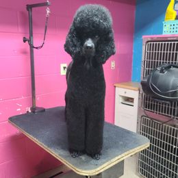 Poodles from Darkside Poodles