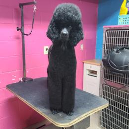 Poodles from Darkside Poodles