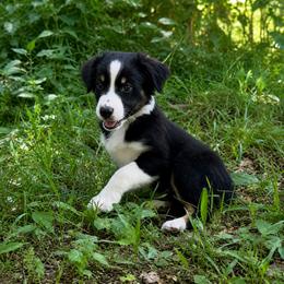 Ashitaka - Black tri male Miniature Australian Shepherd puppy in Macomb, Missouri from Show Me MO Aussies